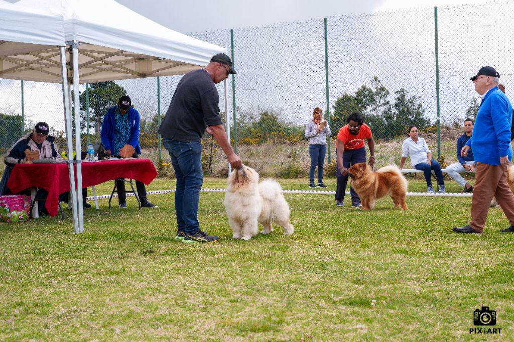 M'happy samourais De los perros de bigo