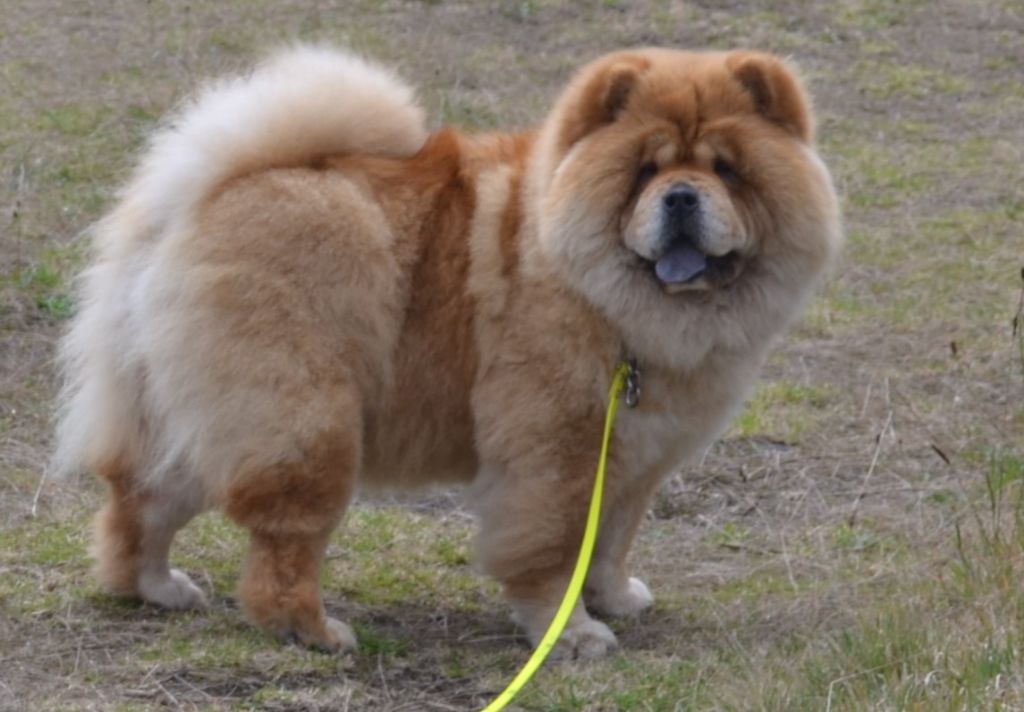 Cercei De los perros de bigo