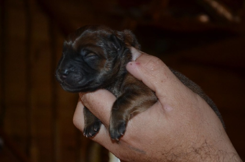 Des Samouraïs De La Fournaise - Chow Chow - Portée née le 21/09/2014