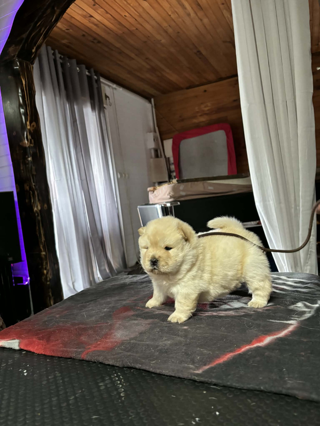 Des Samouraïs De La Fournaise - Chow Chow - Portée née le 06/03/2026