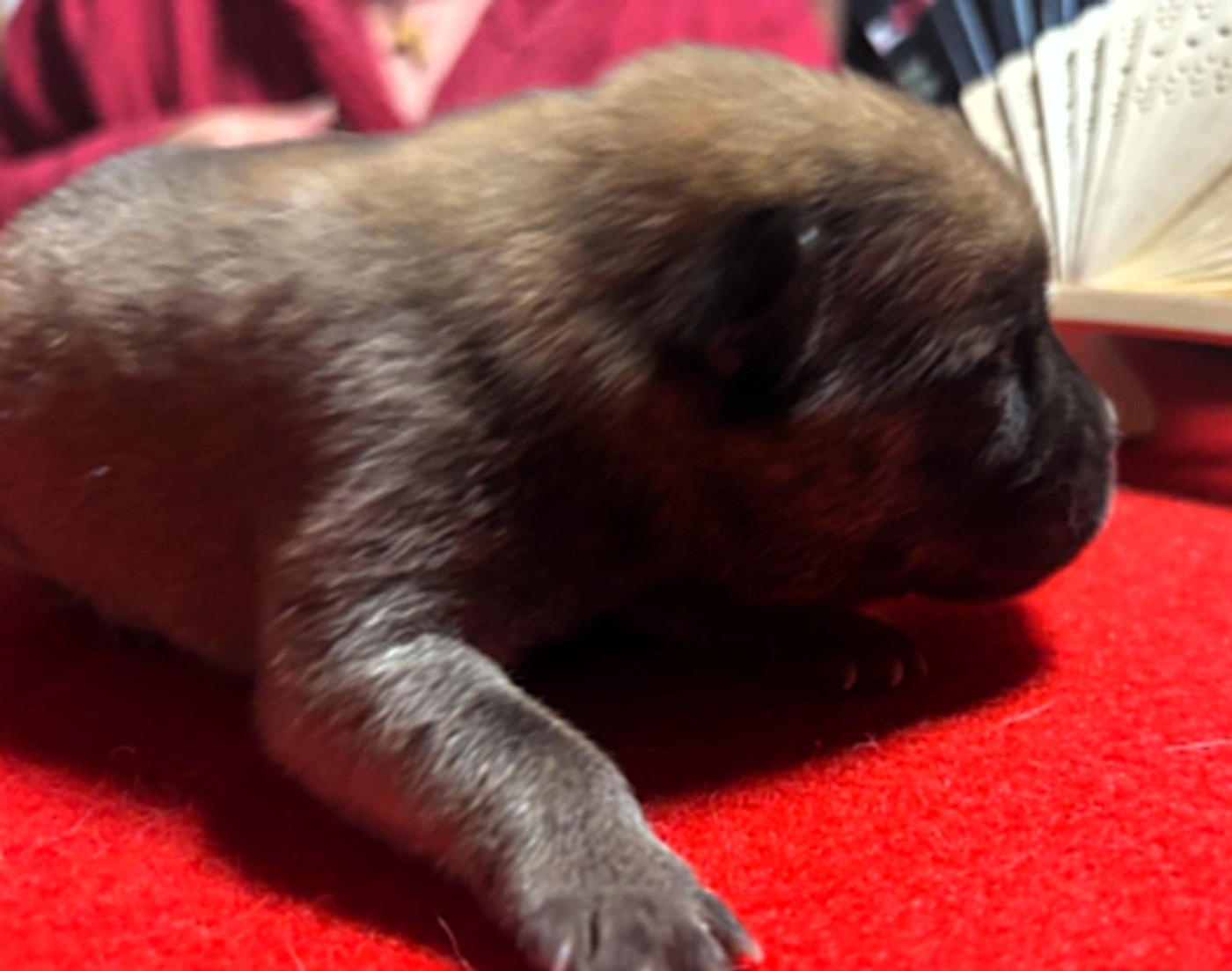 Des Samouraïs De La Fournaise - Chiots disponibles - Chow Chow