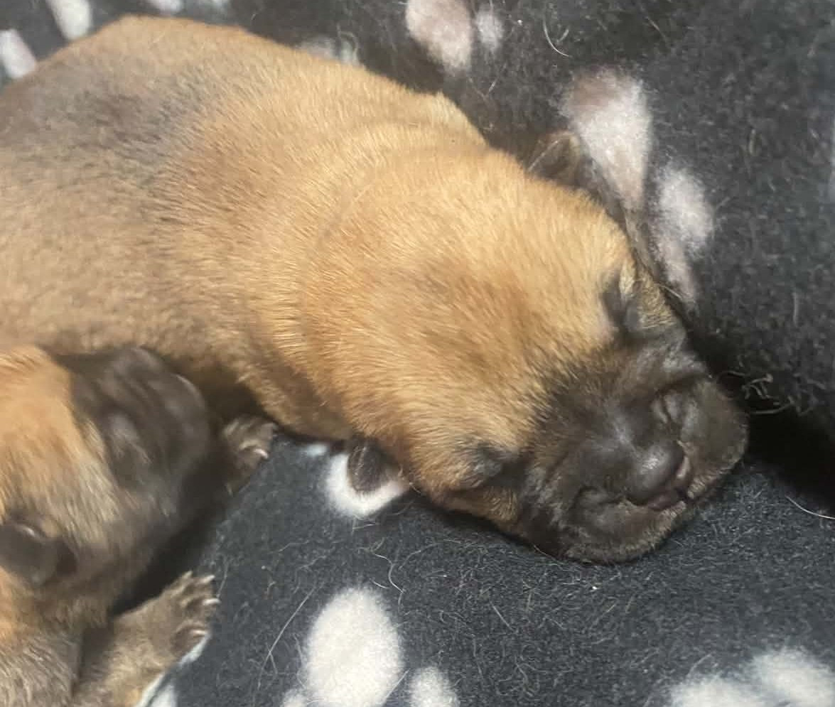 Des Samouraïs De La Fournaise - Chiots disponibles - Chow Chow