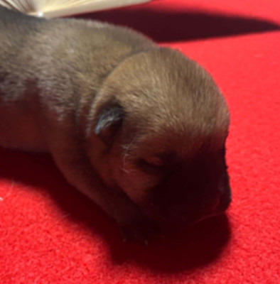 Chiot N°1